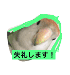 コザクラインコのあいさつ（個別スタンプ：40）