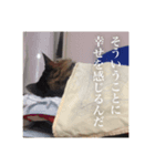 猫のヤマダ氏（個別スタンプ：1）