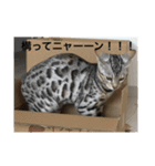 美猫ラブにゃん 7（個別スタンプ：16）