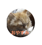 猫のいろはちゃん（個別スタンプ：2）