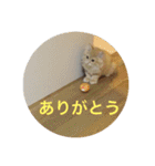 猫のいろはちゃん（個別スタンプ：5）