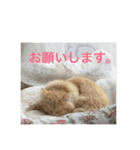 猫のいろはちゃん（個別スタンプ：17）