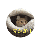 猫のいろはちゃん（個別スタンプ：20）