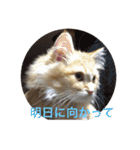 猫のいろはちゃん（個別スタンプ：27）