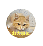 猫のいろはちゃん（個別スタンプ：35）