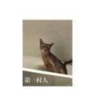 愛猫エッちゃん…②（個別スタンプ：5）