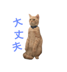 二足立ち猫  こたろう（個別スタンプ：1）