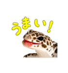 ヒョウモントカゲモドキのすけちゃん（個別スタンプ：11）