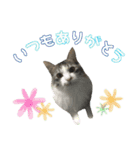 癒し猫**実写** お祝い！！（個別スタンプ：3）