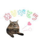 癒し猫**実写** お祝い！！（個別スタンプ：4）