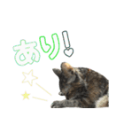 癒し猫**実写** お祝い！！（個別スタンプ：6）