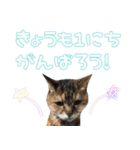 癒し猫**実写** お祝い！！（個別スタンプ：12）