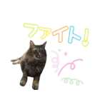 癒し猫**実写** お祝い！！（個別スタンプ：13）