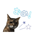 癒し猫**実写** お祝い！！（個別スタンプ：16）