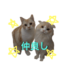 motoki家の猫（個別スタンプ：3）