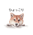 Momojiの犬画スタンプ（個別スタンプ：1）