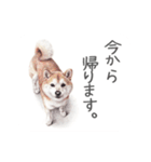 Momojiの犬画スタンプ（個別スタンプ：6）