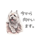 Momojiの犬画スタンプ（個別スタンプ：7）