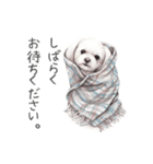 Momojiの犬画スタンプ（個別スタンプ：12）