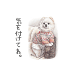 Momojiの犬画スタンプ（個別スタンプ：13）