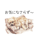 Momojiの犬画スタンプ（個別スタンプ：15）
