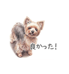 Momojiの犬画スタンプ（個別スタンプ：16）
