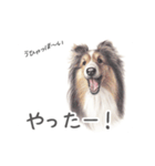 Momojiの犬画スタンプ（個別スタンプ：17）