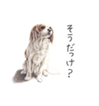 Momojiの犬画スタンプ（個別スタンプ：18）