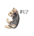 Momojiの犬画スタンプ（個別スタンプ：19）