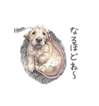 Momojiの犬画スタンプ（個別スタンプ：22）