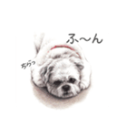 Momojiの犬画スタンプ（個別スタンプ：24）