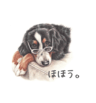 Momojiの犬画スタンプ（個別スタンプ：26）