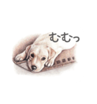 Momojiの犬画スタンプ（個別スタンプ：27）
