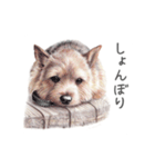 Momojiの犬画スタンプ（個別スタンプ：28）