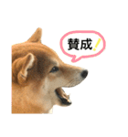 柴犬 春瑠 吹き出しver.（個別スタンプ：6）