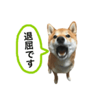 柴犬 春瑠 吹き出しver.（個別スタンプ：14）