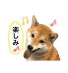 柴犬 春瑠 吹き出しver.（個別スタンプ：16）