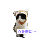 はちわれ猫の名言スタンプ（個別スタンプ：3）