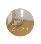 ぼく、ちー坊。（個別スタンプ：4）