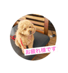 犬のルルのスタンプ（個別スタンプ：3）