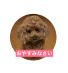 犬のルルのスタンプ（個別スタンプ：5）