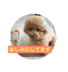 犬のルルのスタンプ（個別スタンプ：10）