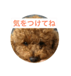 犬のルルのスタンプ（個別スタンプ：11）