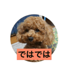 犬のルルのスタンプ（個別スタンプ：13）