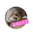 犬のルルのスタンプ（個別スタンプ：16）