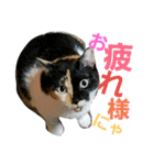 兄妹猫 松竹梅（個別スタンプ：1）