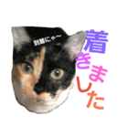 兄妹猫 松竹梅（個別スタンプ：12）