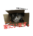 兄妹猫 松竹梅（個別スタンプ：22）