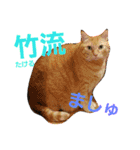 兄妹猫 松竹梅（個別スタンプ：31）