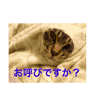 スルメは猫（個別スタンプ：13）